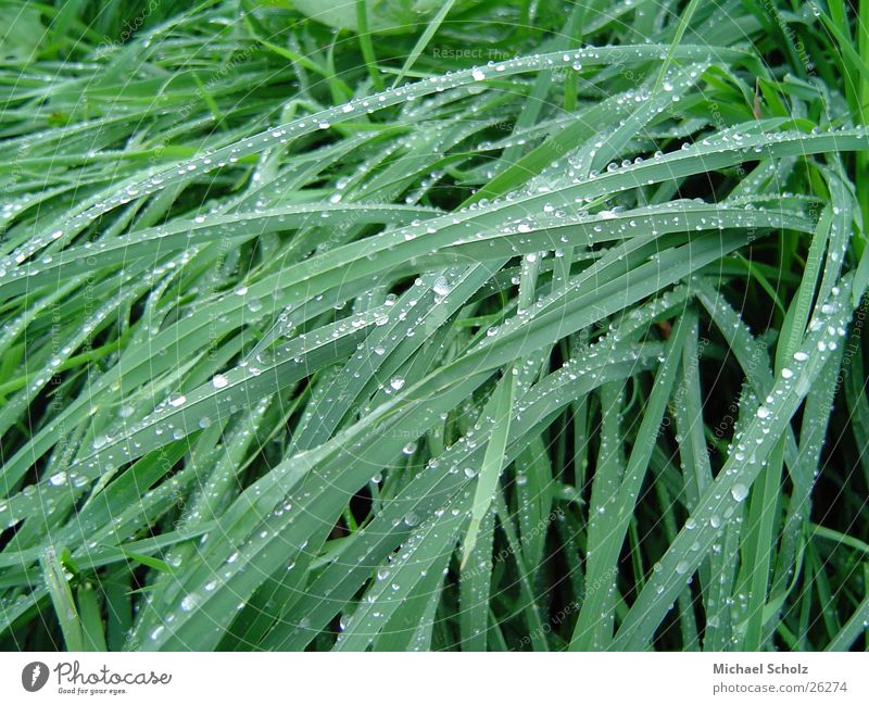 Tau auf Gras Natur Seil Morgen Wassertropfen