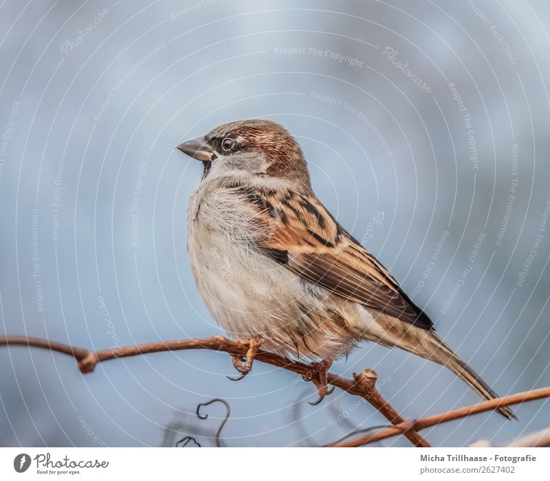 Spatz auf einem Zweig Natur Tier Sonnenlicht Schönes Wetter Baum Zweige u. Äste Wildtier Vogel Tiergesicht Flügel Krallen Sperlingsvögel Schnabel Auge Feder 1