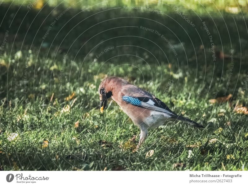 Eichelhäher mit Futter im Schnabel Natur Tier Sonnenlicht Schönes Wetter Gras Wiese Wildtier Vogel Tiergesicht Flügel Auge Feder 1 Essen Fressen genießen