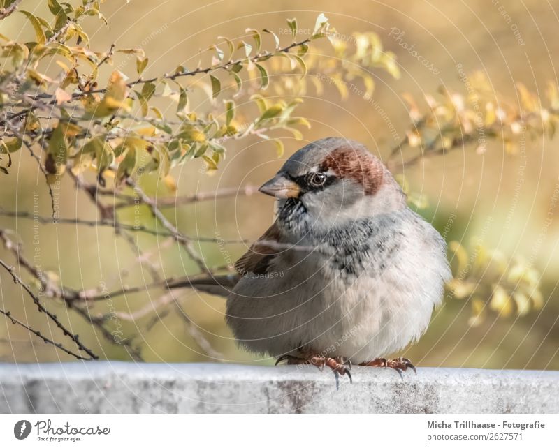 Dicker Spatz im Herbstlaub Übergewicht Natur Tier Sonnenlicht Schönes Wetter Sträucher Wildtier Vogel Tiergesicht Flügel Krallen Sperlingsvögel Schnabel Feder 1