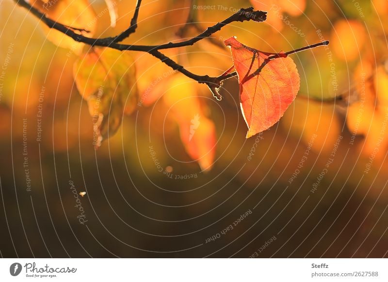 Herbstlicht und warme Herbstfarben im Oktober Apfelbaumblatt Apfelbaumzweig Sonnenlicht Lichtschein sonniger Herbsttag besonderes Licht warmes Licht