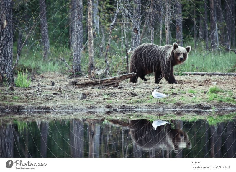 Teddybär Jagd Umwelt Natur Tier Wald Seeufer Teich Fell Wildtier Vogel 2 beobachten stark wild braun Kraft Bär Braunbär Wildnis Jäger Finnland Möwe gehen