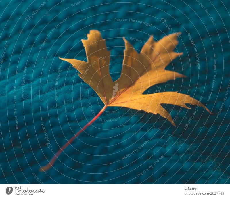 Herbststimmung stricken Natur Blatt Ahornblatt Pullover Schal ästhetisch nachhaltig Stadt Wärme gelb türkis Geborgenheit Warmherzigkeit Gelassenheit rein