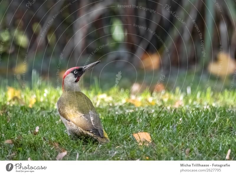 Grünspecht auf der Wiese Natur Tier Sonne Sonnenlicht Schönes Wetter Gras Blatt Wildtier Vogel Tiergesicht Flügel Auge Schnabel Feder 1 beobachten Fressen