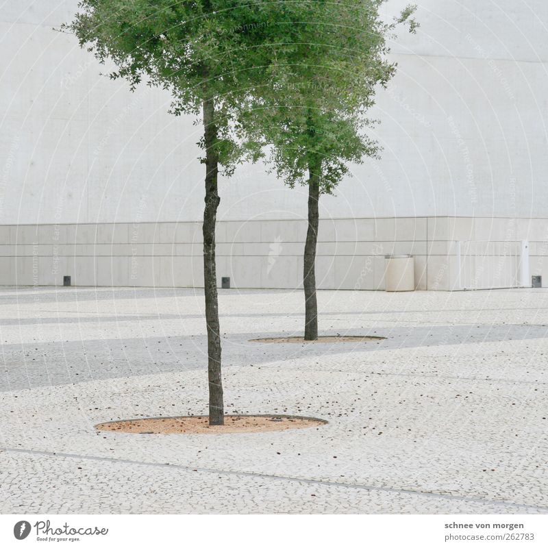 pracht Umwelt Natur Baum Grünpflanze Haus Gebäude Architektur Mauer Wand Fassade grün weiß "weiß boden kopfsteinpflastern helligkeit stamm blätter beton wand"