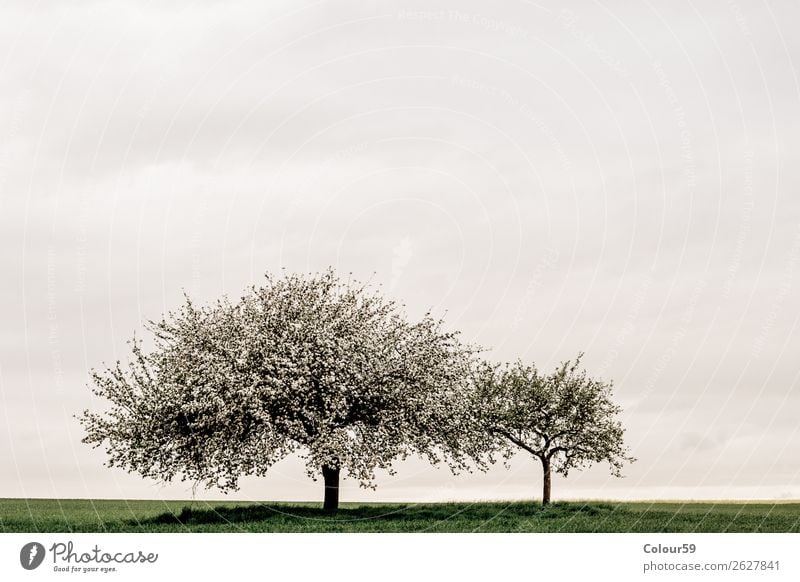 Apfelbaum mit Blüten Natur Wolkenloser Himmel Frühling Baum springen weiß Deutschland Hessen apfelbäume Landschaft Blütenknospen Wachstum Landwirtschaft Gras