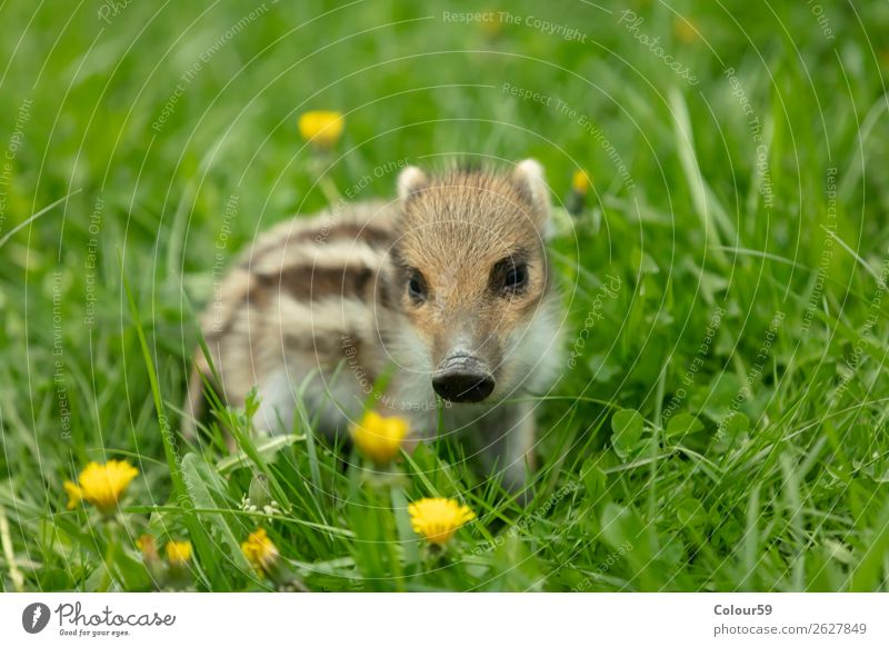 Frischling auf einer Wiese schön Baby Natur Tier Frühling Gras Wildtier 1 Tierjunges beobachten klein niedlich braun grün weiß wild Eber Ferkel Säugetier