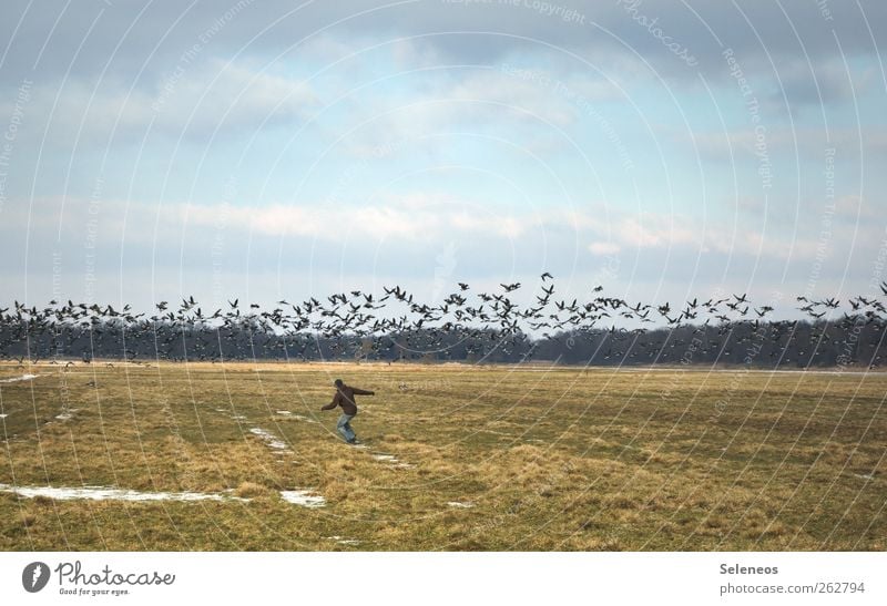 Die Vögel Ferien & Urlaub & Reisen Tourismus Ausflug Abenteuer Ferne Freiheit Winter Mensch Umwelt Natur Landschaft Himmel Wolken Herbst Gras Feld Tier Wildtier