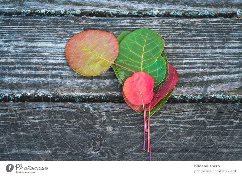 Bunte Herbstdekoration Blatt leuchten ästhetisch mehrfarbig gelb grün rot Gefühle Farbe Zufriedenheit Vergänglichkeit herbstlich Herbstfärbung Herbstbeginn