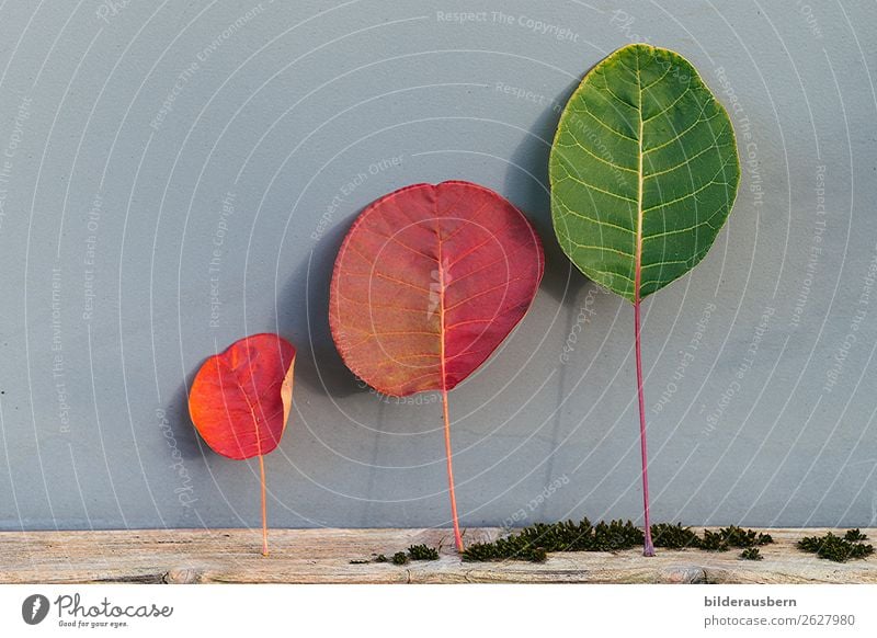 fröhliche Herbstblattfamilie Natur Blatt stehen ästhetisch außergewöhnlich schön grün rot Zusammensein einzigartig Freundschaft gleich Inspiration Lebensfreude