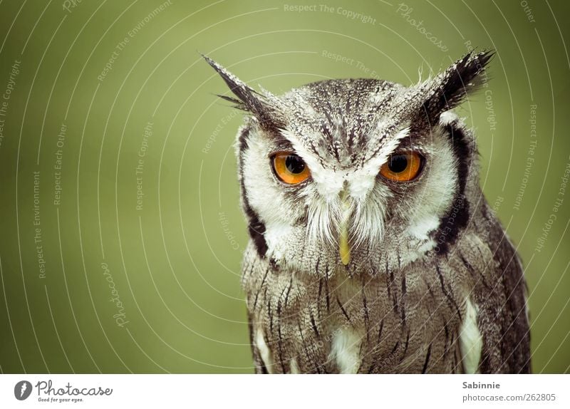 Death Stare. Tier Wildtier Vogel Eulenvögel Auge Schnabel Ohr Feder 1 braun grün bewegungslos Starrer Blick böse intensiv ruhig Farbfoto Außenaufnahme