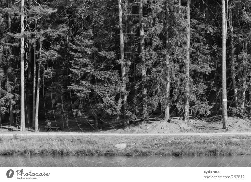 Naturerlebnis Erholung ruhig Ferien & Urlaub & Reisen Freiheit Mensch Mann Erwachsene Männlicher Senior 1 45-60 Jahre Baum Wald Teich Wege & Pfade Bank sitzen