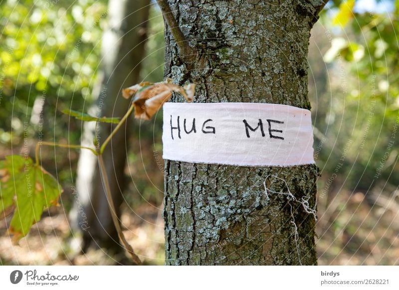 Umarme mich Natur Pflanze Sommer Baum Wildpflanze Wald Schriftzeichen Schnur Umarmen außergewöhnlich Freundlichkeit positiv Warmherzigkeit Sympathie