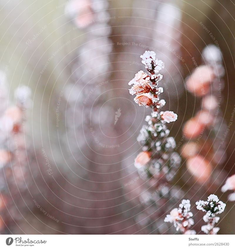 kalt erwischt Natur Pflanze Herbst Winter Klima Wetter Eis Frost Wildpflanze Bergheide Calluna Heide Blühend frieren grau rosa weiß Winterstimmung