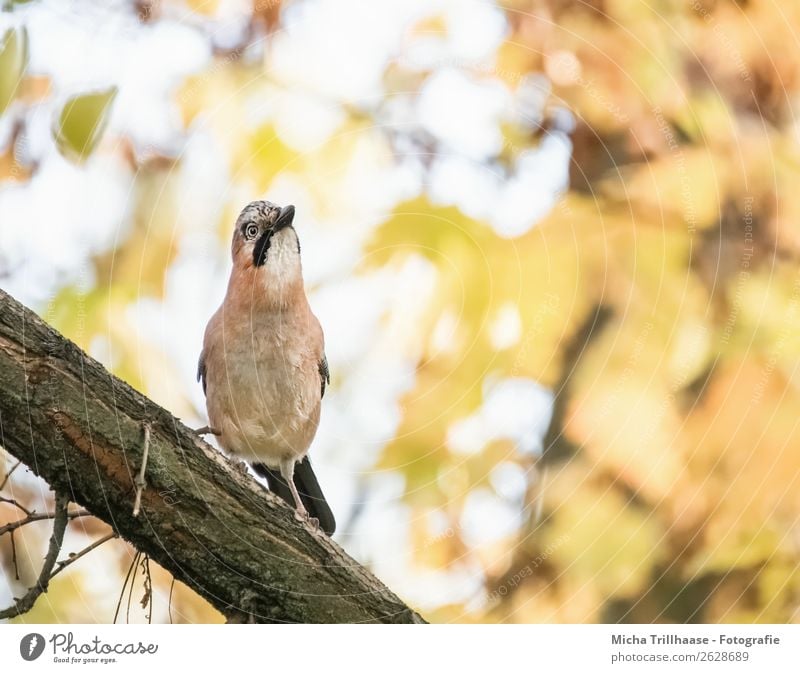 Wachsamer Eichelhäher Natur Tier Sonnenlicht Schönes Wetter Baum Wald Wildtier Vogel Tiergesicht Flügel Krallen Feder Schnabel 1 beobachten Blick stehen nah