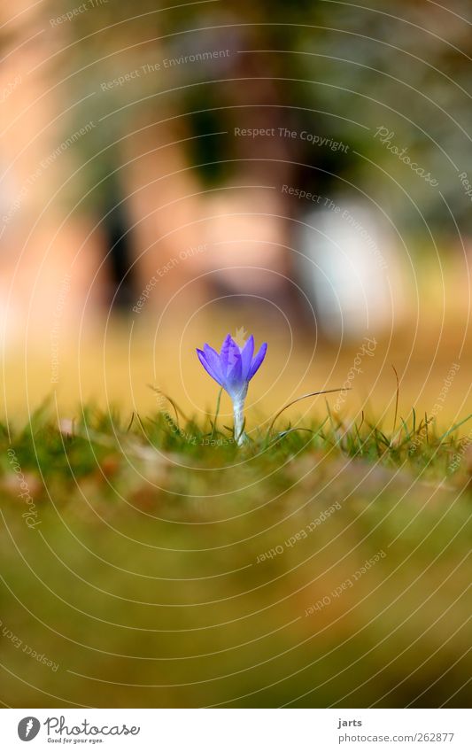 spring Pflanze Frühling Schönes Wetter Blume Gras Grünpflanze Garten Park frisch schön klein natürlich neu blau Natur Farbfoto Außenaufnahme Nahaufnahme