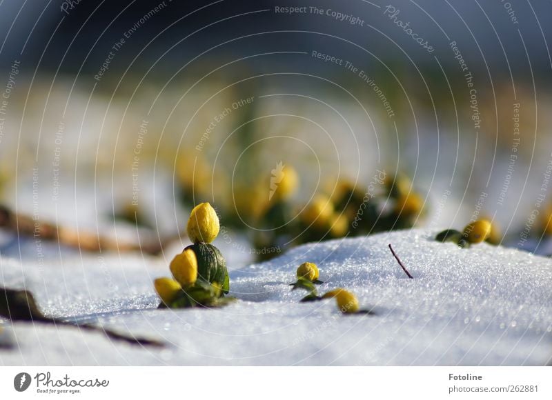 Überlebenskünstler Umwelt Natur Landschaft Pflanze Urelemente Winter Eis Frost Blume Blüte Wildpflanze Garten Park Coolness hell kalt nah natürlich gelb grün