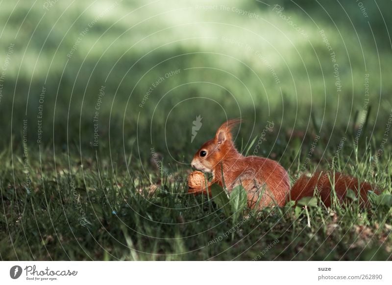 Nussdieb Umwelt Natur Pflanze Tier Gras Wiese Fell Wildtier 1 Fressen füttern sitzen authentisch schön klein niedlich grün rot Tierliebe Walnuss Eichhörnchen