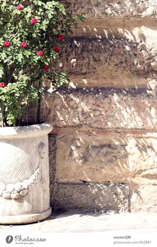 Somewhere far. Theater ästhetisch Zufriedenheit Mauer Mauerpflanze Sommer Blumentopf Sandstein Idylle Rose Rosengarten Rosengewächse Rosenstock grün mediterran