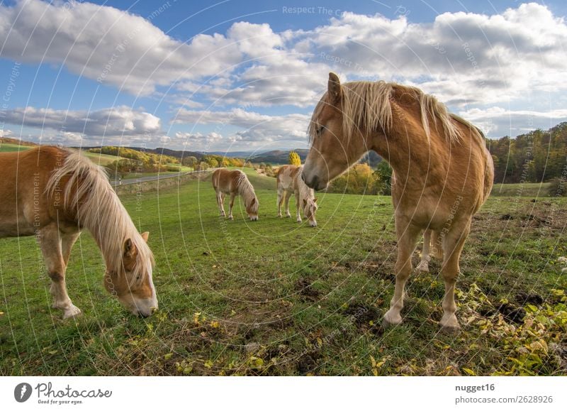 Pferde auf Koppel Umwelt Natur Landschaft Pflanze Tier Sonnenlicht Frühling Sommer Herbst Schönes Wetter Gras Sträucher Wiese Feld Hügel Haustier Nutztier 4