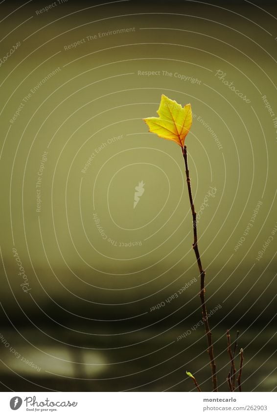 Das ist eine Platane Umwelt Natur Pflanze Herbst Schönes Wetter Baum Blatt Grünpflanze Wildpflanze Balkon dünn einfach hoch klein natürlich trocken Wärme gelb