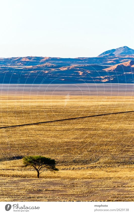 Afrikanische Steppe Ferien & Urlaub & Reisen Tourismus Natur Landschaft Wärme Dürre Baum Gras Wüste Straße Wege & Pfade Linie heiß trocken Einsamkeit Idylle