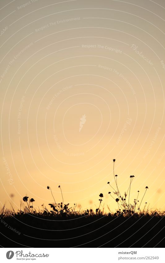 Guten Morgen Frau Wiese. Umwelt Natur Landschaft Pflanze ästhetisch Zufriedenheit friedlich Dorf Gras Feld Wiesenblume Sonnenlicht harmonisch zeitlos Silhouette