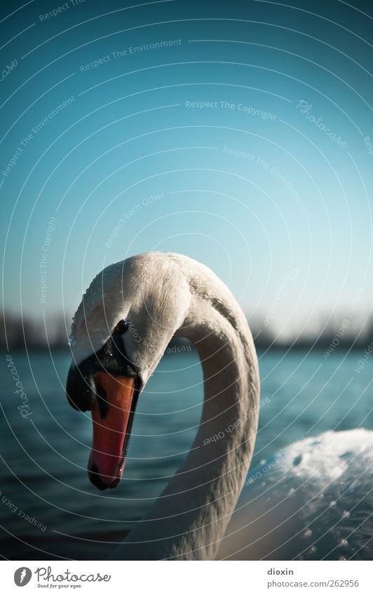 Anmut Umwelt Natur Wasser Himmel Wolkenloser Himmel Schönes Wetter Seeufer Flussufer Teich Tier Wildtier Vogel Schwan Höckerschwan 1 Blick ästhetisch elegant