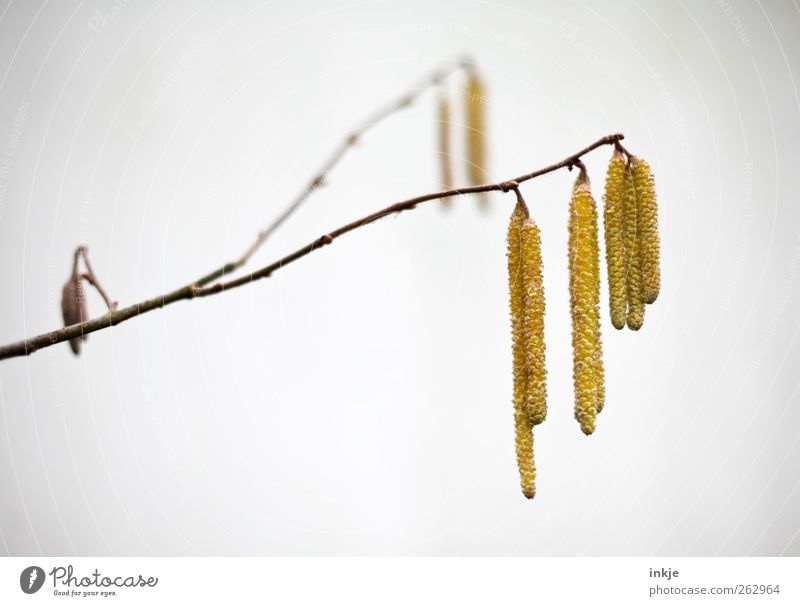 gelb Natur Pflanze Frühling Sommer Herbst Winter Baum Sträucher Blüte Wildpflanze Birke Samen Park Menschenleer hängen dünn einfach lang natürlich trist Umwelt