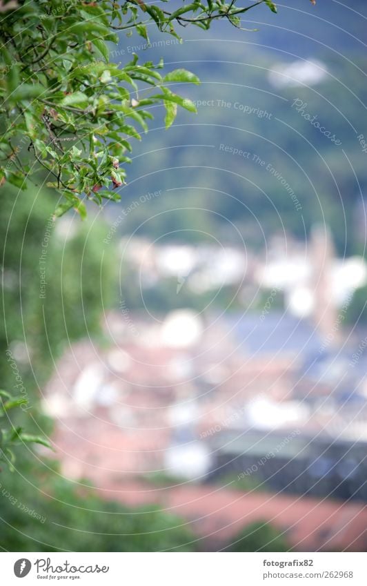 ich hab mein herz Tourismus Ausflug Ferne Sightseeing Natur Sommer Baum Blatt Grünpflanze Altstadt Haus Kirche Gebäude beobachten braun grün Frühlingsgefühle