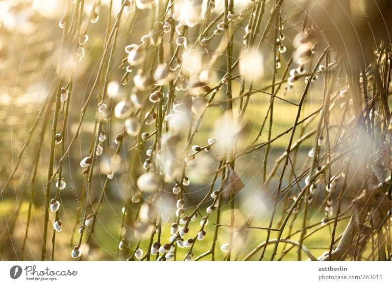 Weide Sonne Gartenarbeit Umwelt Natur Landschaft Pflanze Frühling Klima Klimawandel Wetter Schönes Wetter Baum Blatt springen gut Glück Fröhlichkeit