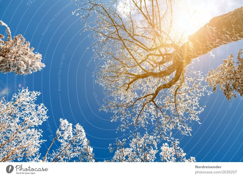 Baumkronen im Winterwald Ferien & Urlaub & Reisen Ausflug Schnee Winterurlaub Natur Landschaft Wolkenloser Himmel Sonne Sonnenlicht Klima Schönes Wetter Eis