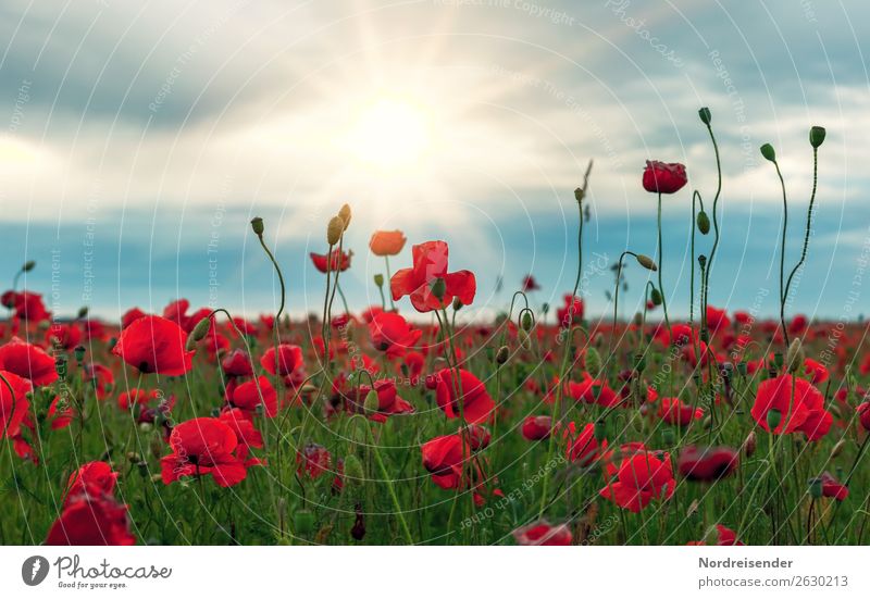 Mohnfeld Sinnesorgane ruhig Duft Ausflug Natur Landschaft Pflanze Himmel Wolken Sonnenlicht Sommer Regen Blume Feld Blühend Unendlichkeit Einsamkeit Horizont