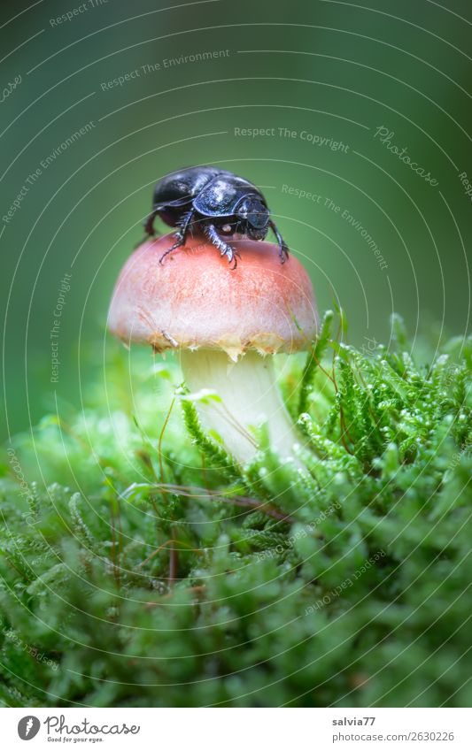 ein Waldmistkäfer Umwelt Natur Pflanze Tier Erde Herbst Moos Pilz Käfer Insekt Mistkäfer 1 klein natürlich oben weich grün nützlich lustig seltsam Farbfoto