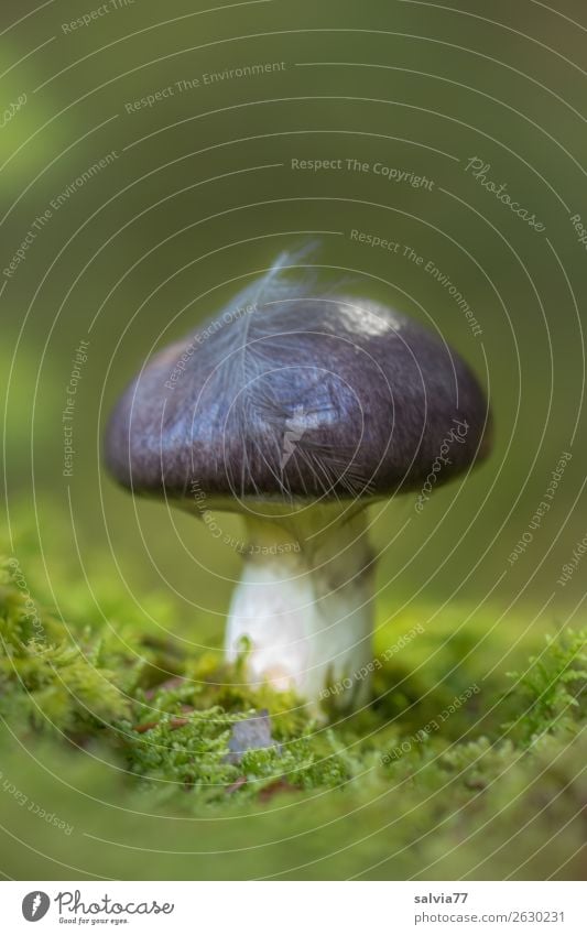 moosgrün Umwelt Natur Herbst Pflanze Moos Pilz Pilzhut Feder Wald Wachstum frisch natürlich weich Farbfoto Außenaufnahme Makroaufnahme Menschenleer