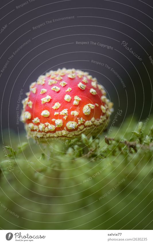 Glückspilz Umwelt Natur Pflanze Herbst Moos Pilz Fliegenpilz Wald leuchten Wachstum ästhetisch positiv weich ruhig Kontrast Glücksbringer Märchen Farbfoto