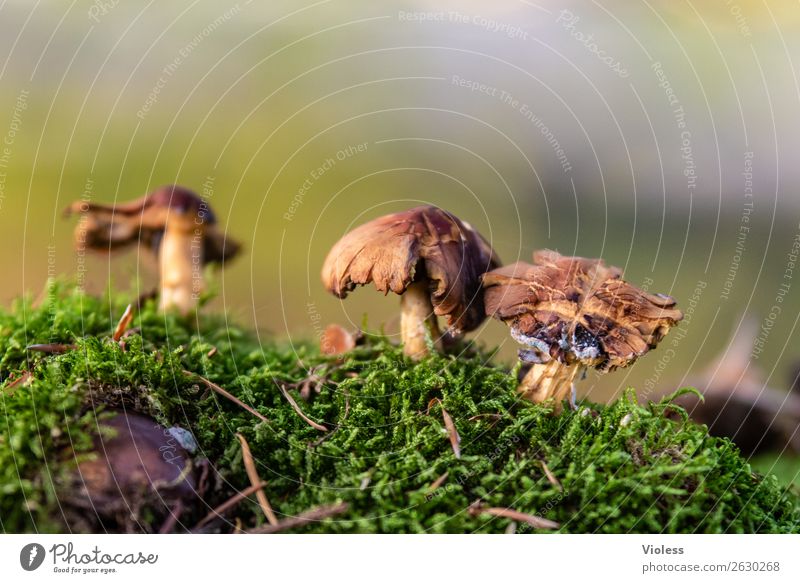 Autumn II Makro freigestellt Pilze Moos grün herbst wald waldboden