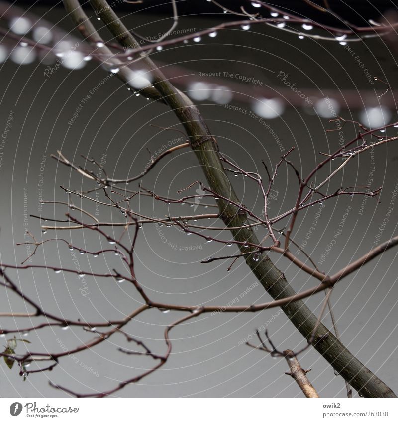 Regentag Umwelt Natur Pflanze Wassertropfen Herbst Klima Wetter schlechtes Wetter Baum Zweige u. Äste hängen träumen Vergänglichkeit Wachstum