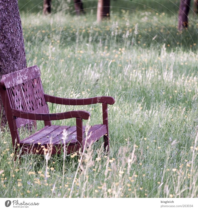 Bank im Grünen Sommer Baum Gras Wiese Wald Holz sitzen alt braun grün ruhig Zufriedenheit Einsamkeit Inspiration Farbfoto Gedeckte Farben Außenaufnahme