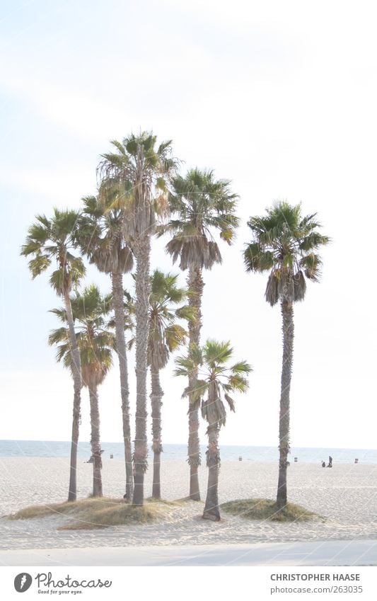 PALMEN VENICE BEACH Natur Sand Himmel Horizont Sommer Schönes Wetter Palme Strand Meer Ferien & Urlaub & Reisen Farbfoto Außenaufnahme Tag Zentralperspektive