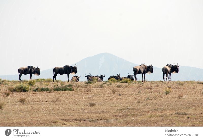 Gnus Crescent Island Kenia Afrika Tier Wildtier Tiergruppe stehen braun Farbfoto Außenaufnahme Menschenleer Textfreiraum oben Textfreiraum unten Tag