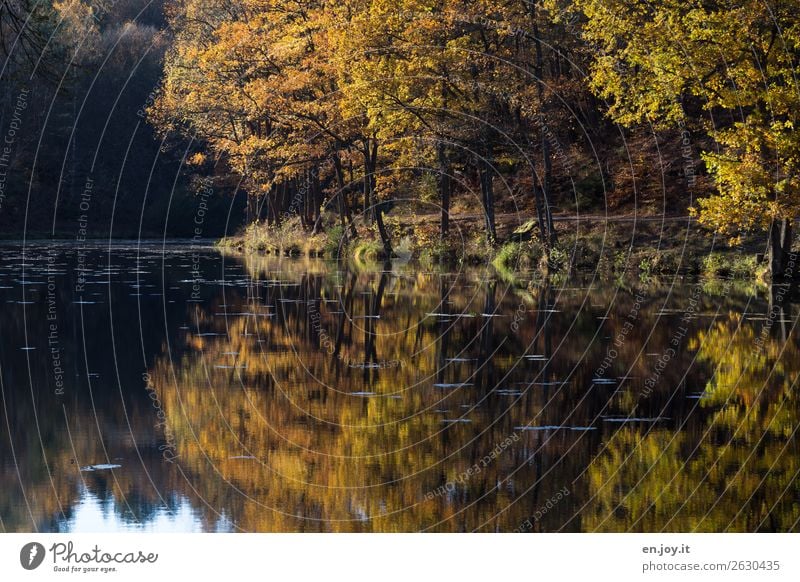 Spaziergang Ferien & Urlaub & Reisen Ausflug Umwelt Natur Landschaft Sonnenlicht Herbst Schönes Wetter Baum Wald Seeufer gelb orange Erholung Idylle Klima ruhig