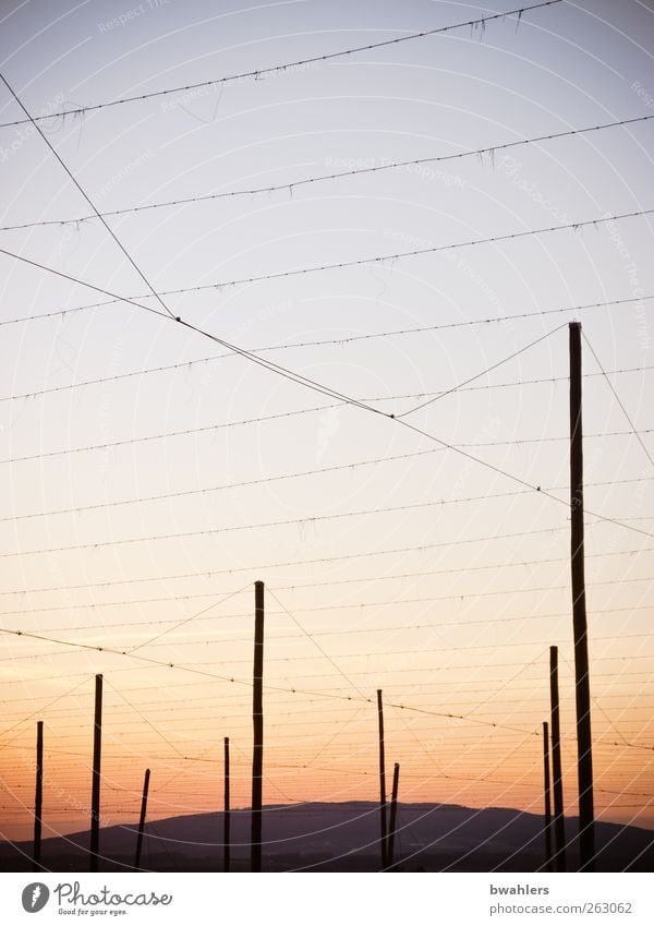 vernetzt Natur Landschaft Himmel Horizont Sonnenaufgang Sonnenuntergang Feld Hügel Menschenleer ruhig Hopfen Kulturlandschaft Hopfenstangen Drähte netzartig