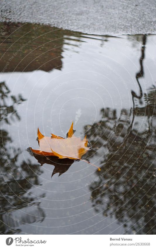 Blatt Natur Herbst schlechtes Wetter Regen Verkehr Verkehrswege Straße Tod Pfütze Wasser Herbstlaub Asphalt braun grau Baum Saison fallen Farbfoto Außenaufnahme