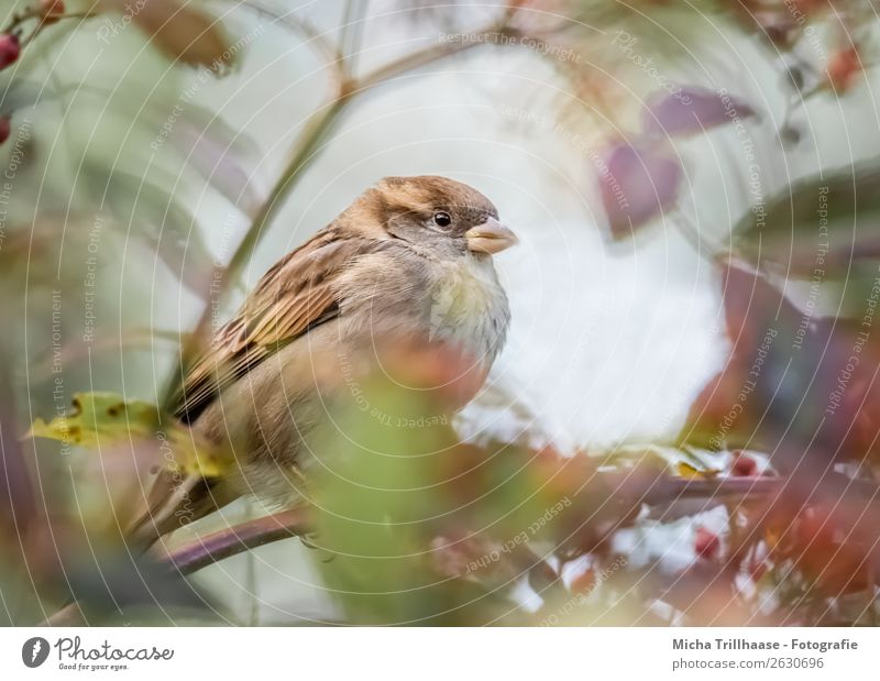 Spatz hinter Herbstlaub Umwelt Natur Tier Sonnenlicht Schönes Wetter Baum Blatt Wildtier Vogel Tiergesicht Flügel Krallen Sperlingsvögel Schnabel Feder 1