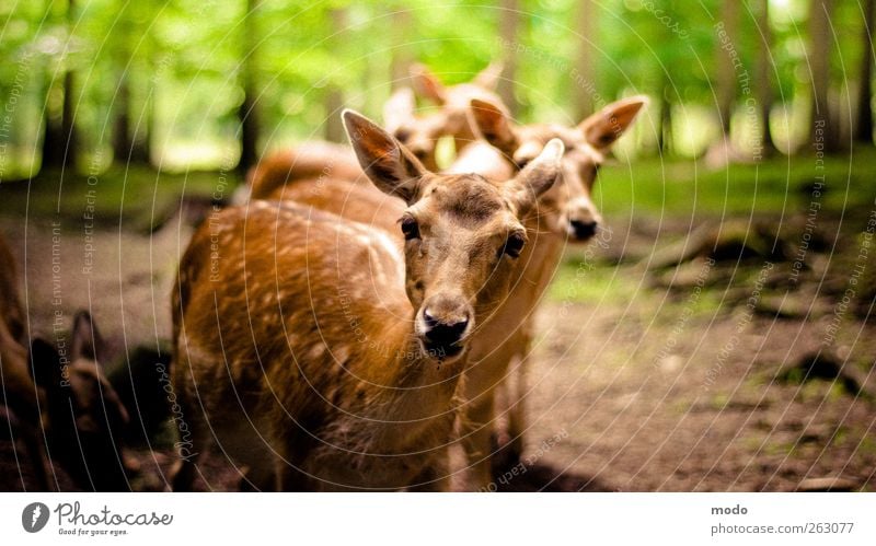 Muh? Natur Baum Wald Tier Streichelzoo Tiergruppe Duft füttern genießen Jagd ästhetisch authentisch Freundlichkeit Zusammensein hell kuschlig natürlich dünn