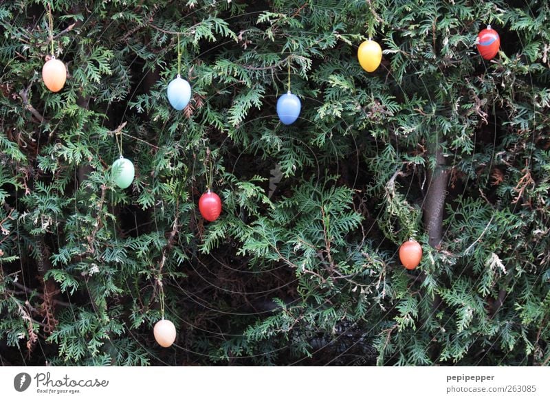 O O O O Lebensmittel Ernährung Frühstück Feste & Feiern Ostern Pflanze Frühling Grünpflanze mehrfarbig Frühlingsgefühle Ferien & Urlaub & Reisen Tradition