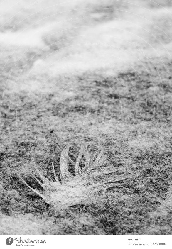 Verloren auf dem Eis. Natur Winter Frost Schnee See gefroren Feder weiß Schwarzweißfoto Textfreiraum oben