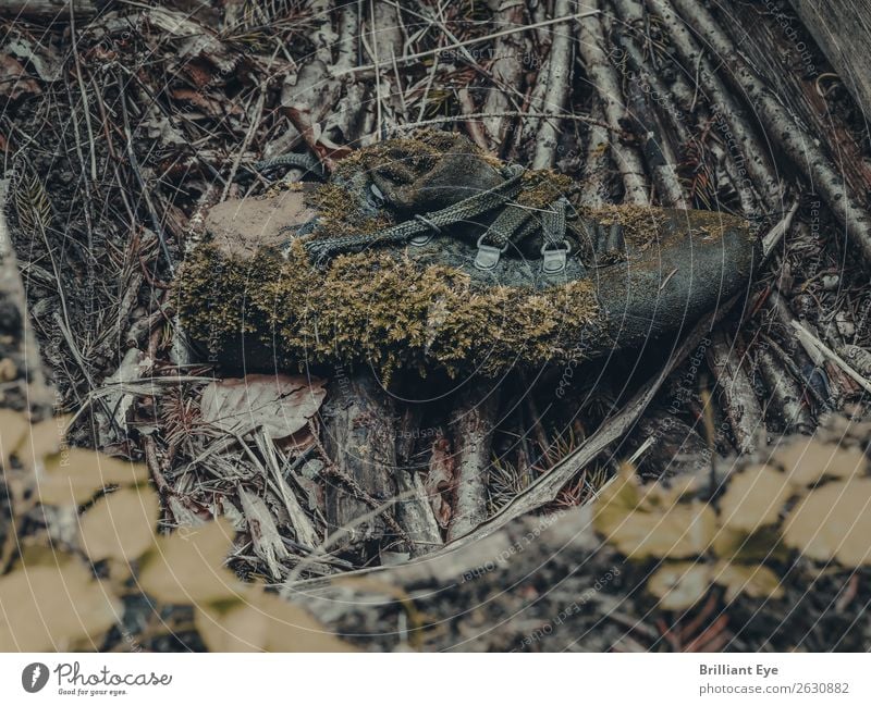 Die Natur holt sich den Schuh zurück Umwelt Pflanze Moos Moosteppich Wald Schuhe alt außergewöhnlich dreckig nah nachhaltig trashig wild grün Senior