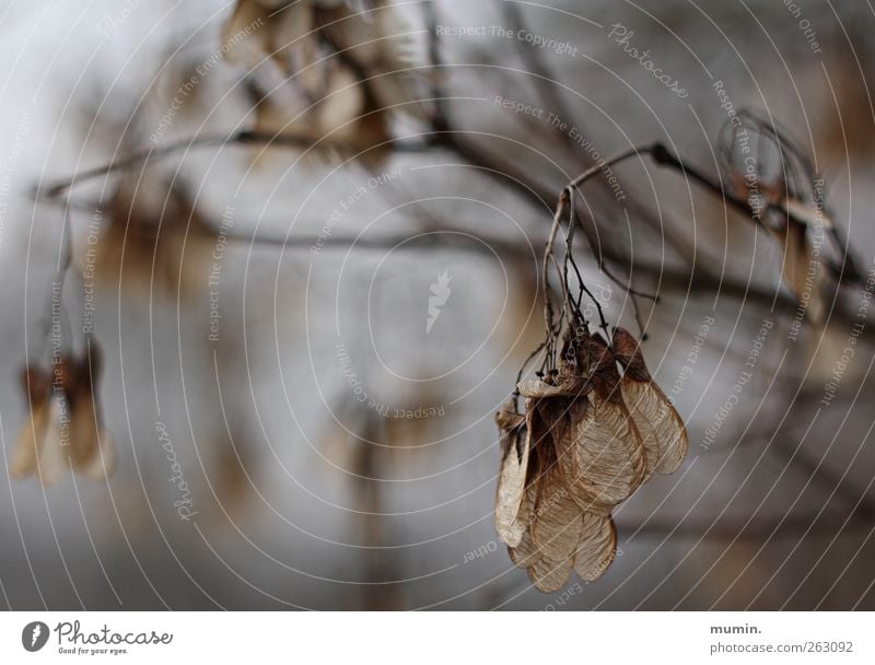 Winterspaziergang Natur Pflanze Baum Blatt verblüht dehydrieren braun Farbfoto Außenaufnahme Menschenleer Schwache Tiefenschärfe